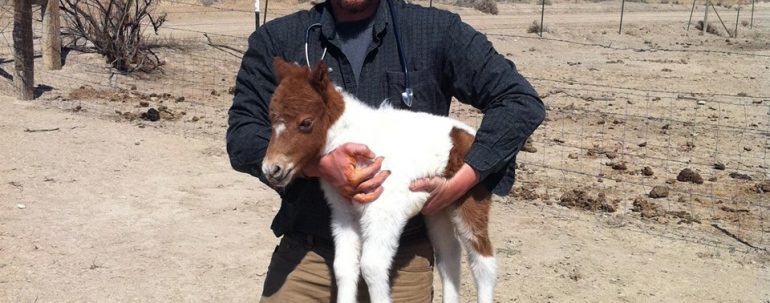 Wendel Veterinary Services